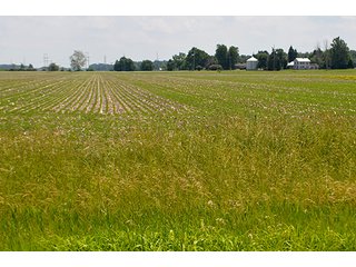 Property photo 149 - LAND AUCTION - 700+/- ACRES OFFERED IN 16 TRACTS IN ALLEN COUNTY, INDIANA